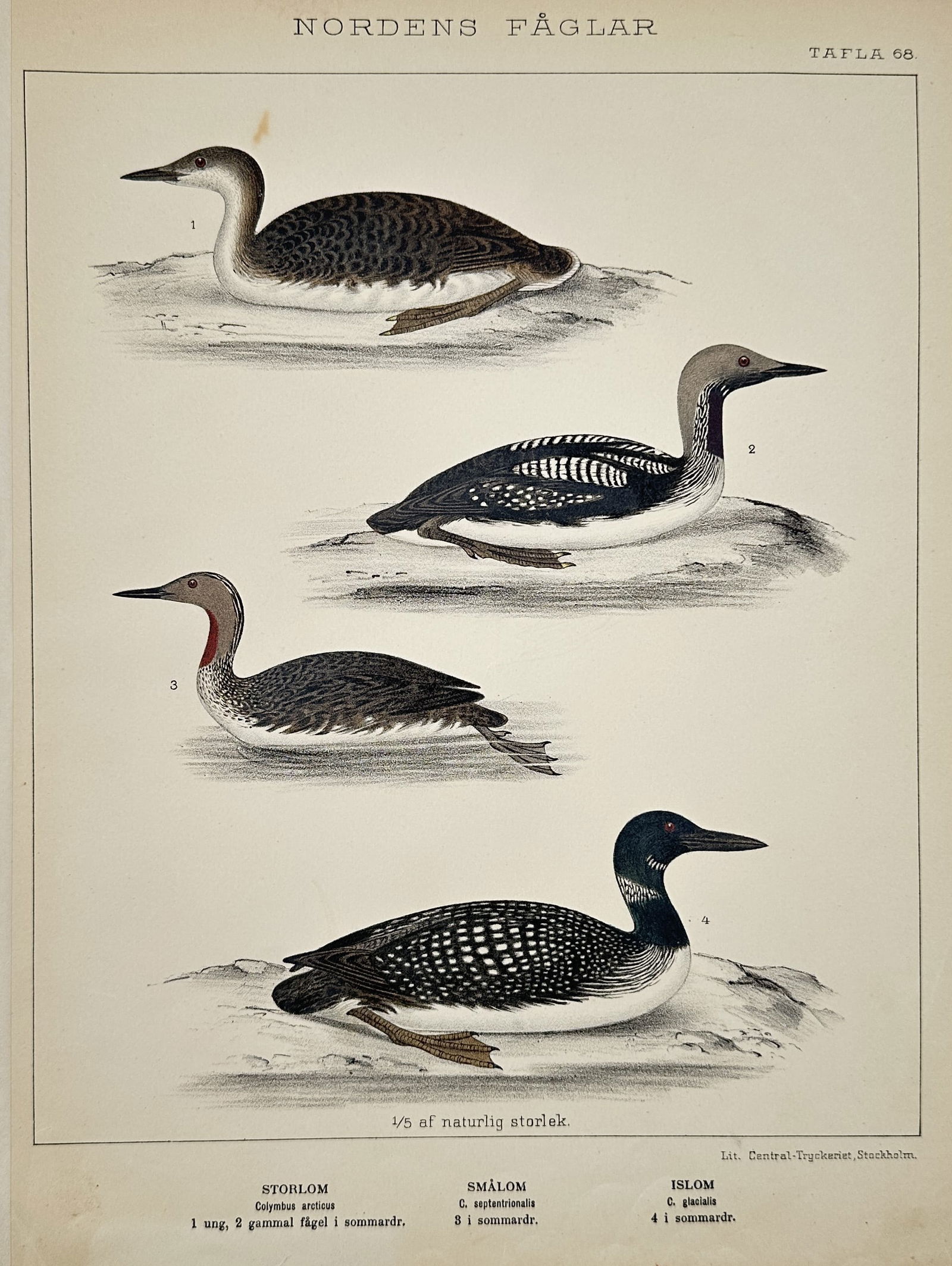 Carl Jakob Sundevall (1801-1875) – Study of Loon Species – Lithograph (1886) (1 of 2)