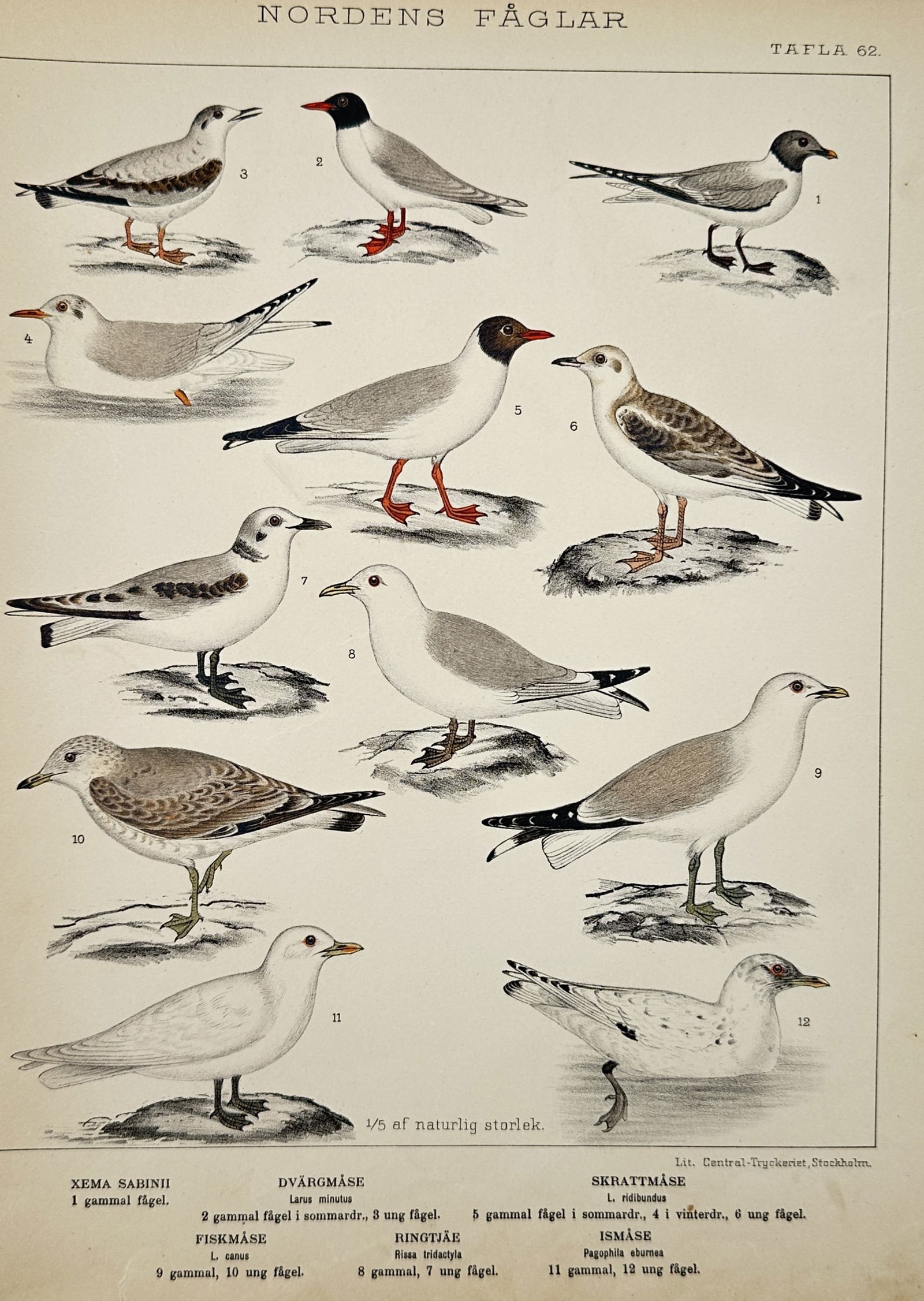 Carl Jakob Sundevall (1801–1875) – Study of Gull and Tern Species – Lithograph (1886) (1 of 2)