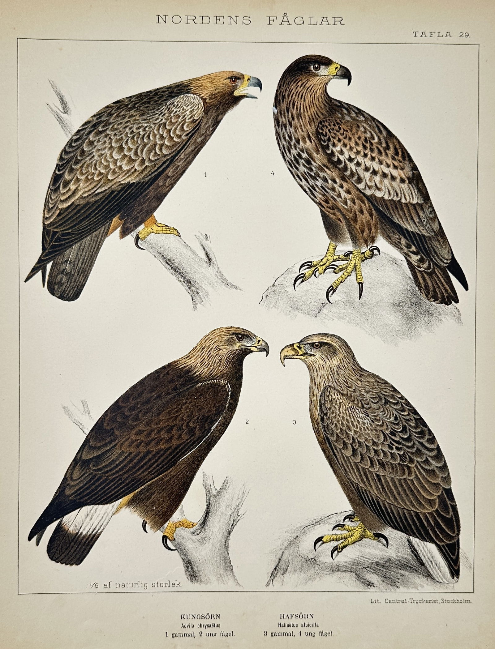 Carl Jakob Sundevall (1801-1875) – Study of Eagles – Lithograph (1886) (1 of 2)