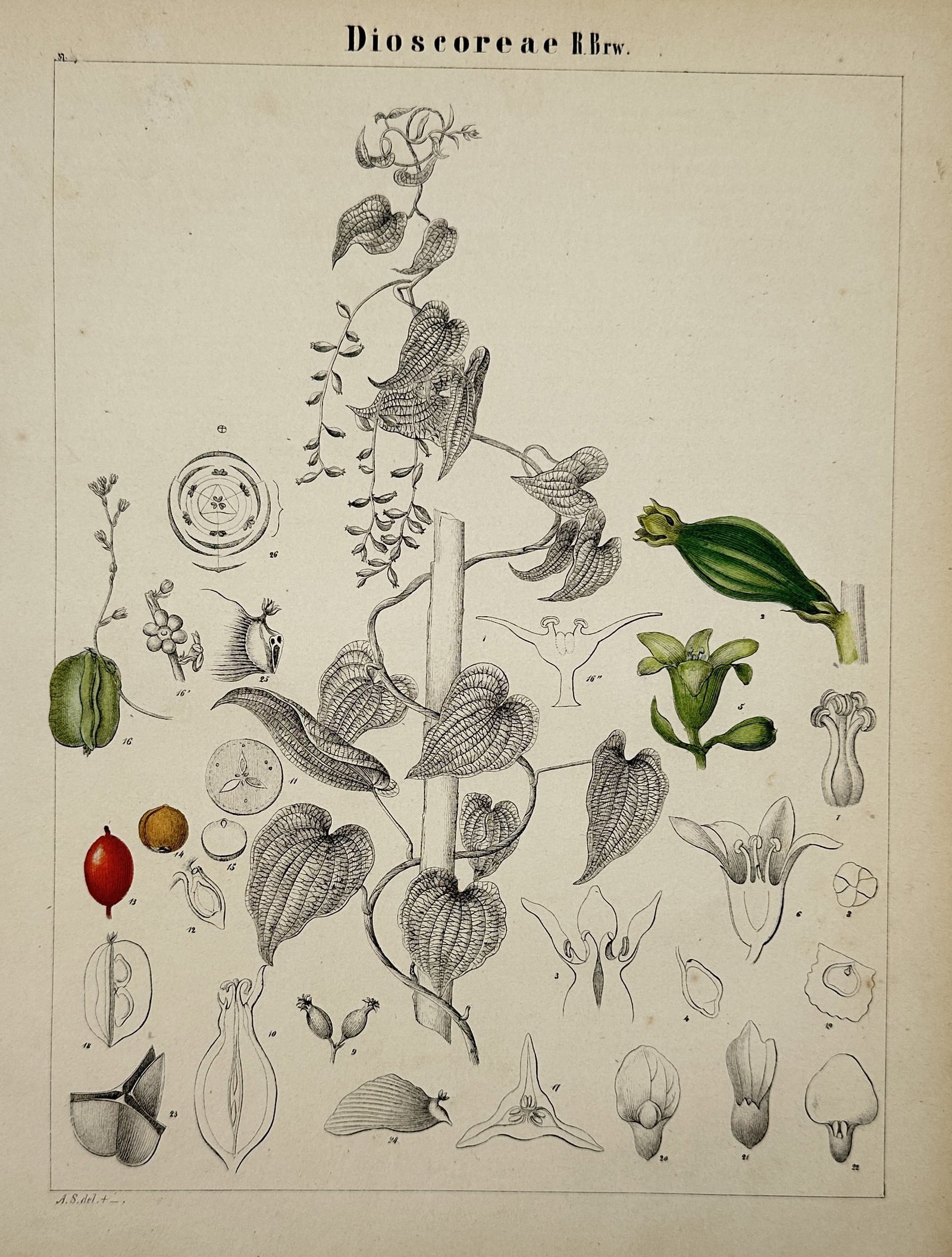 Adalbert Schnizlein (1814–1868) – Botanical Study of Dioscoreae – Hand-coloured lithograph: "Dioscoreae R.Br." displays the structural details of the plant, including leaves, flowers, seeds, and anatomical cross-sections. This work is from a botanical collection focused on plant morphology, 