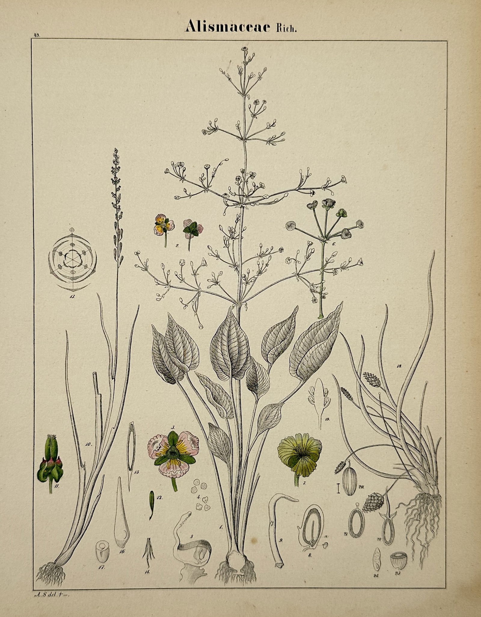 Adalbert Schnizlein (1814–1868) – Botanical Study of Alismaceae – Hand-coloured lithograph (1 of 2)