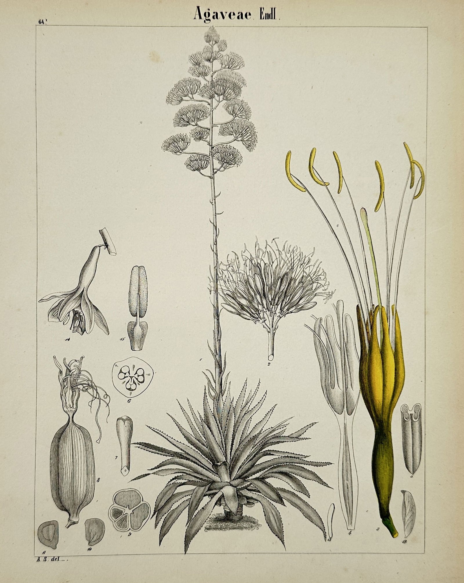 Adalbert Schnizlein (1814-1868) – Botanical Study of Agaveae – Hand-coloured lithograph (1 of 2)