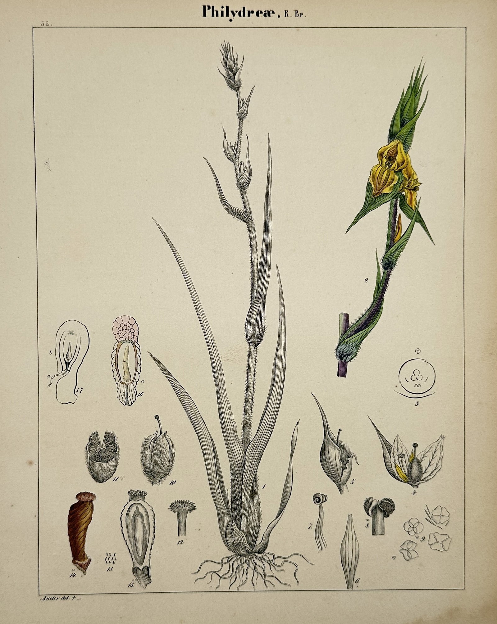 Adalbert Schnizlein (1814–1868) – Botanical Study of Philydreae – Hand-coloured lithograph: "Philydreae" illustrates the botanical anatomy of the Philydreae plant family, depicting its flowering stem, leaves, root structure, and internal cross-sections of floral parts. This work is from a Ge