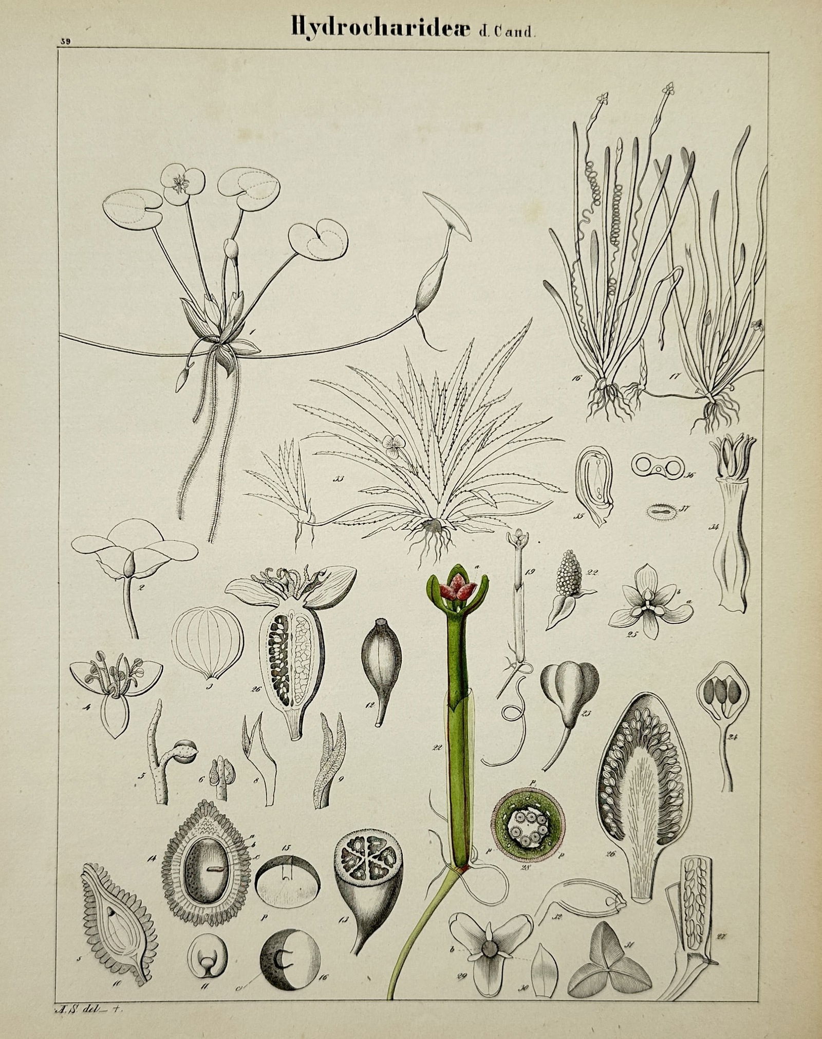 Adalbert Schnizlein (1814-1868) - Botanical Study of Hydrocharideae - Hand-coloured lithograph (1 of 2)