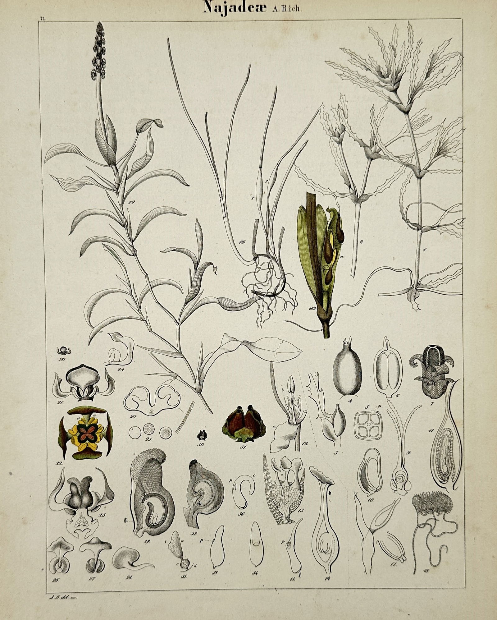 Adalbert Schnizlein (1814-1868) - Botanical Study of Najadeae - Hand-coloured lithograph (1 of 2)