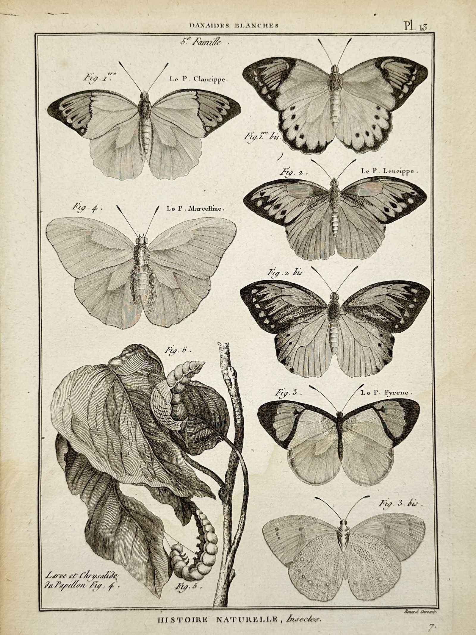 Robert Benard (1734–1777) – Butterflies of the Danaides Blanches group – Engraving (1765): "Danaides Blanches" depicts various species of butterflies, including illustrations of their larval and chrysalis stages, with detailed wing patterns labeled for natural history classification. This p