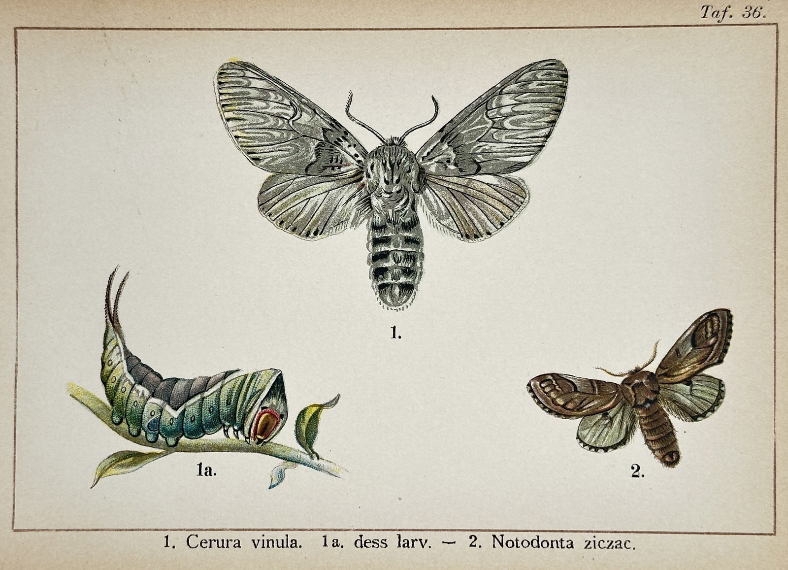 Gottfrid Adlerz (1871–1934) – Entomological Studies of Moths – Lithograph (Early 20th Century) (1 of 2)
