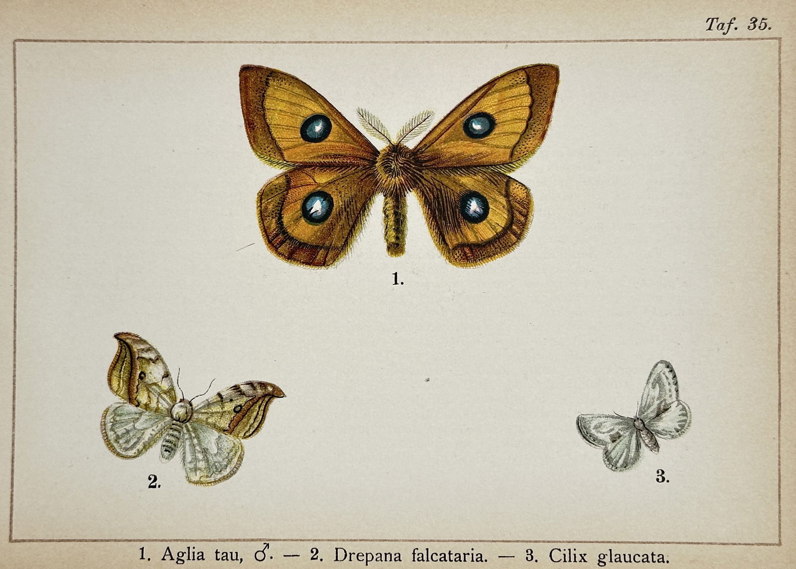 Gottfrid Adlerz (1871–1934) – Studies of Moths – Lithograph (20th Century) (1 of 2)