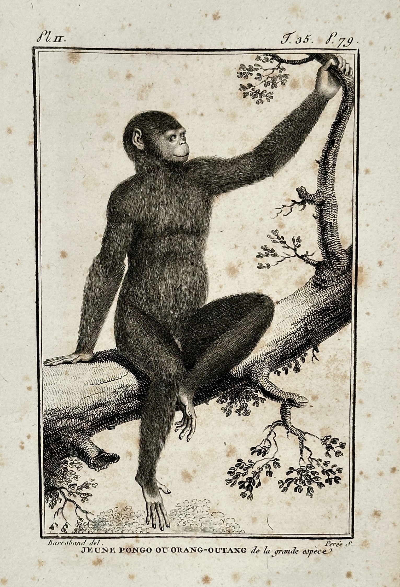 Georges-Louis Leclerc, Comte de Buffon (1707–1788) – Illustration of a Young Orangutan (1 of 2)