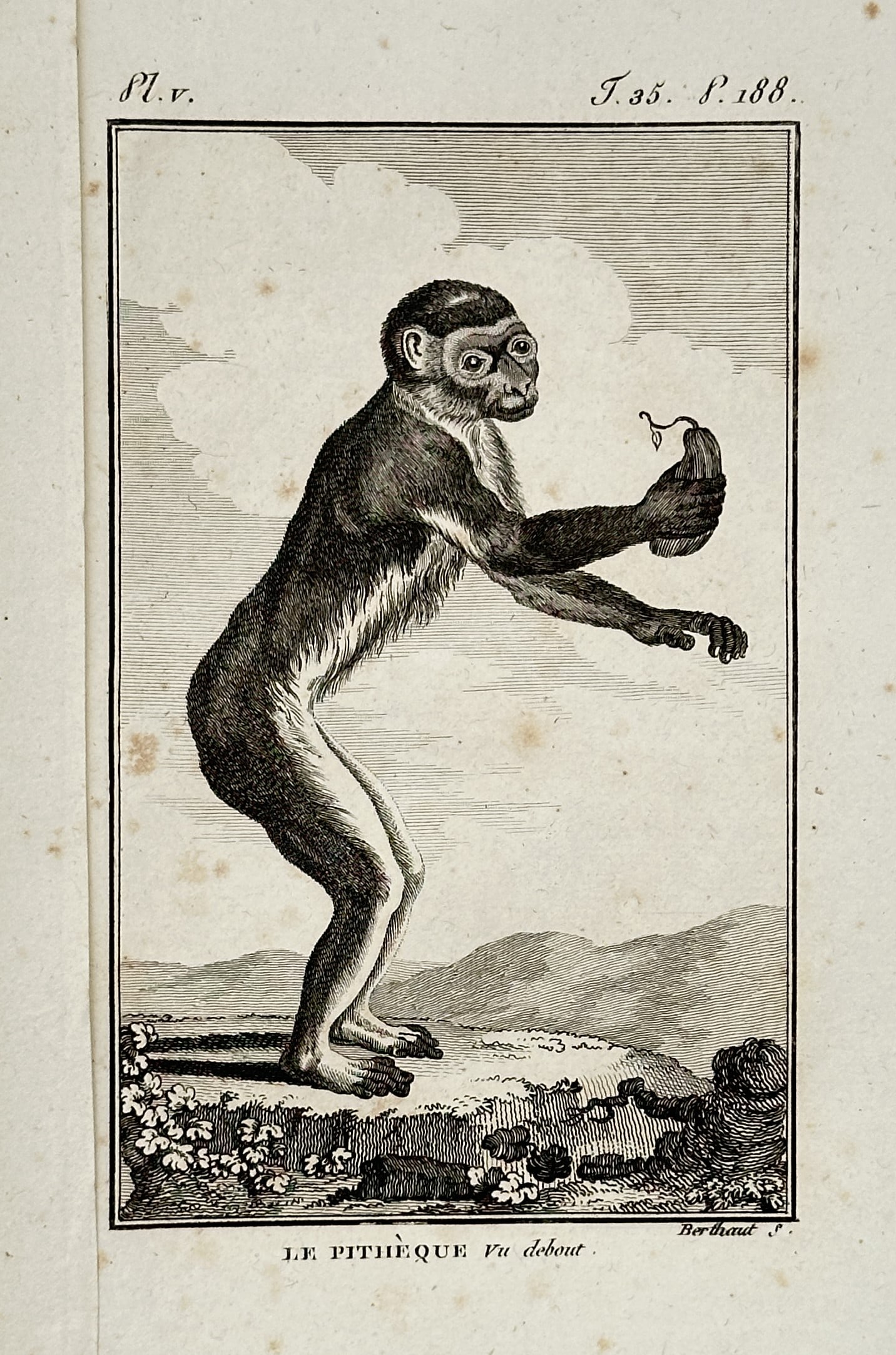 Georges-Louis Leclerc, Comte de Buffon (1707-1788) – Illustration of a Standing Monkey – (1 of 2)