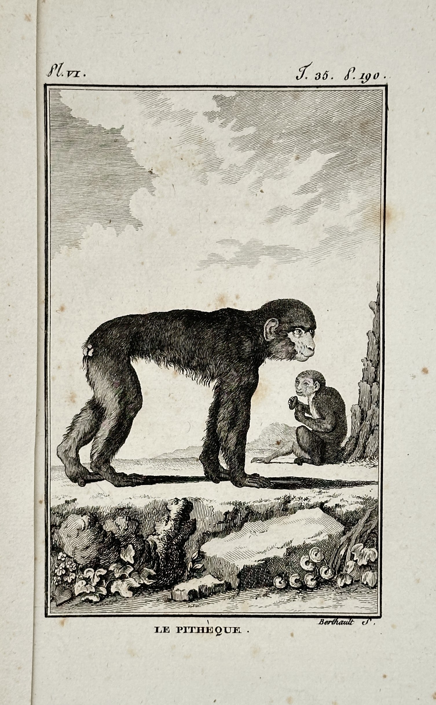 Georges-Louis Leclerc, Comte de Buffon (1707–1788) – Illustration of primates – Engraving: "LE PITHEQUE" depicts two primates, one standing and one sitting, in a natural setting. This engraving originates from the publication Histoire Naturelle, printed in Paris. Georges-Louis Leclerc, Comt