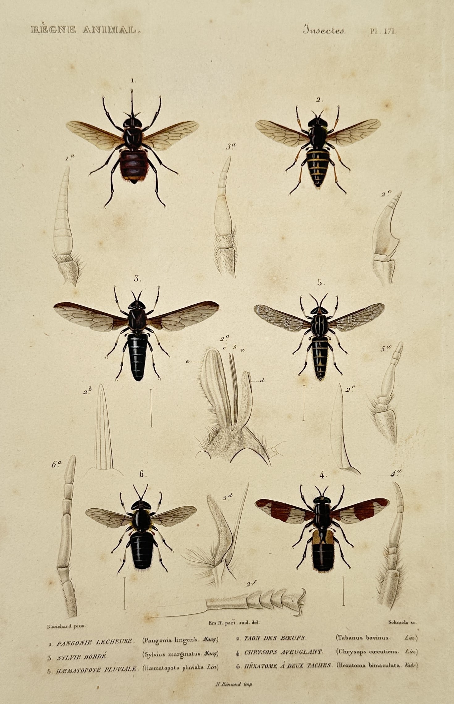 Georges Cuvier (1769-1832) – Illustration of various fly species – Hand-coloured engraving (1 of 2)
