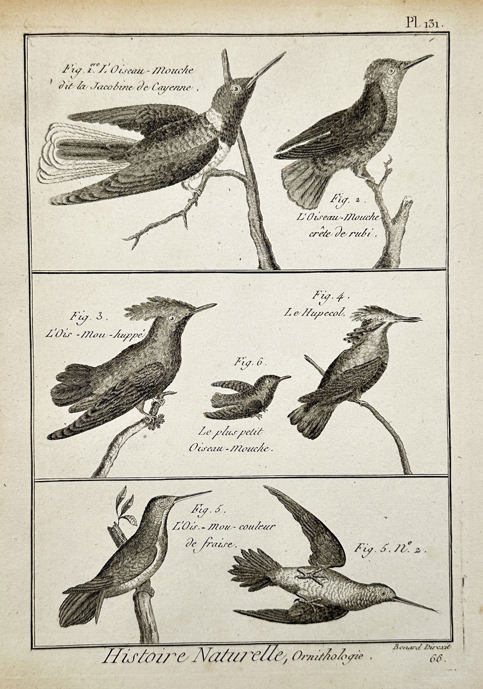 Robert Benard (1734-1777) – View of various species of hummingbirds – Engraving (1765) (1 of 2)