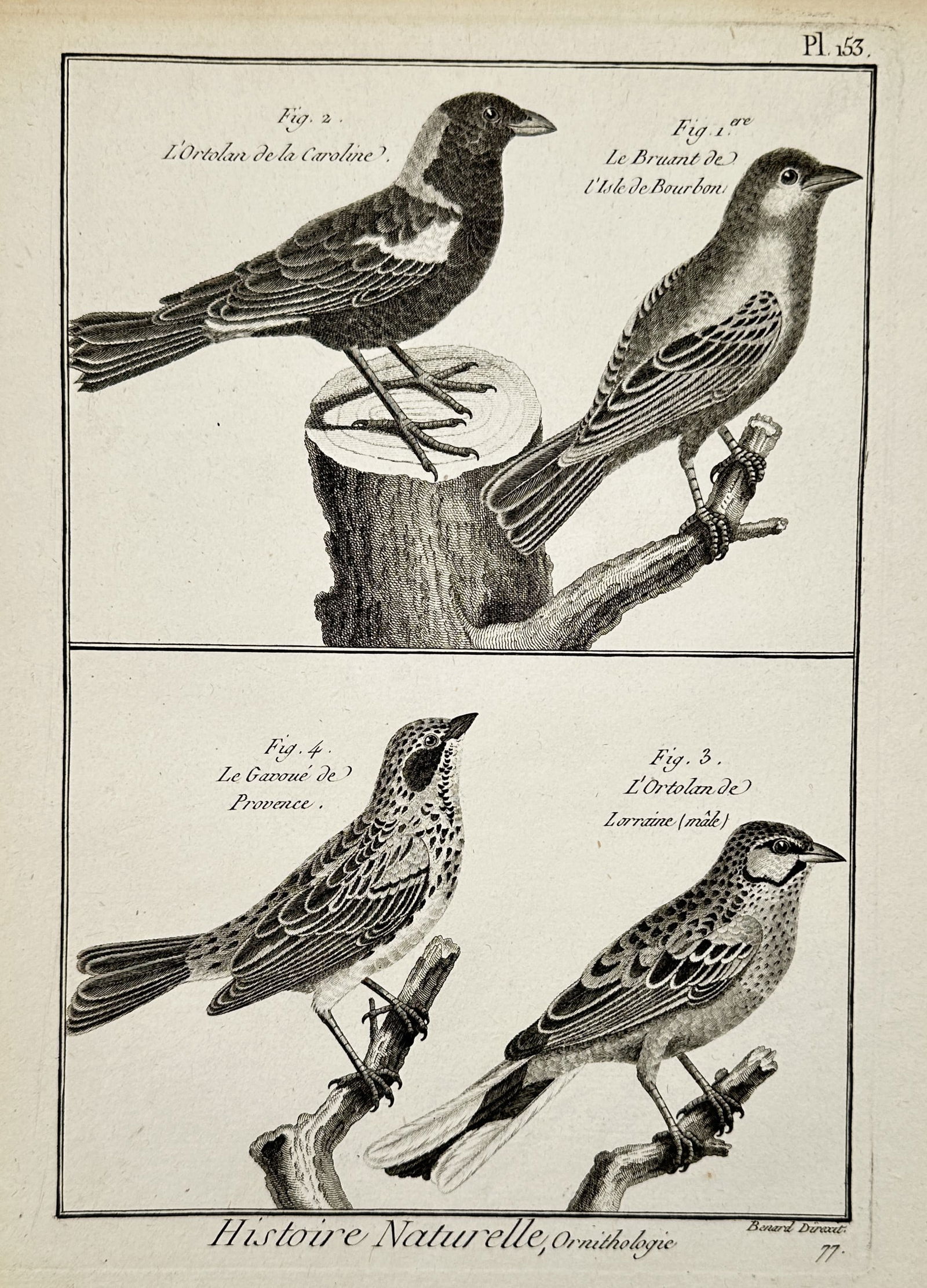 Robert Benard (1734-1777) – View of various species of birds – Engraving (1765): Histoire Naturelle, Ornithologie illustrates species of birds including the bunting of Bourbon Island, the ortolan of the Carolinas, the ortolan of Lorraine, and the gavoré of Provence. This engravin