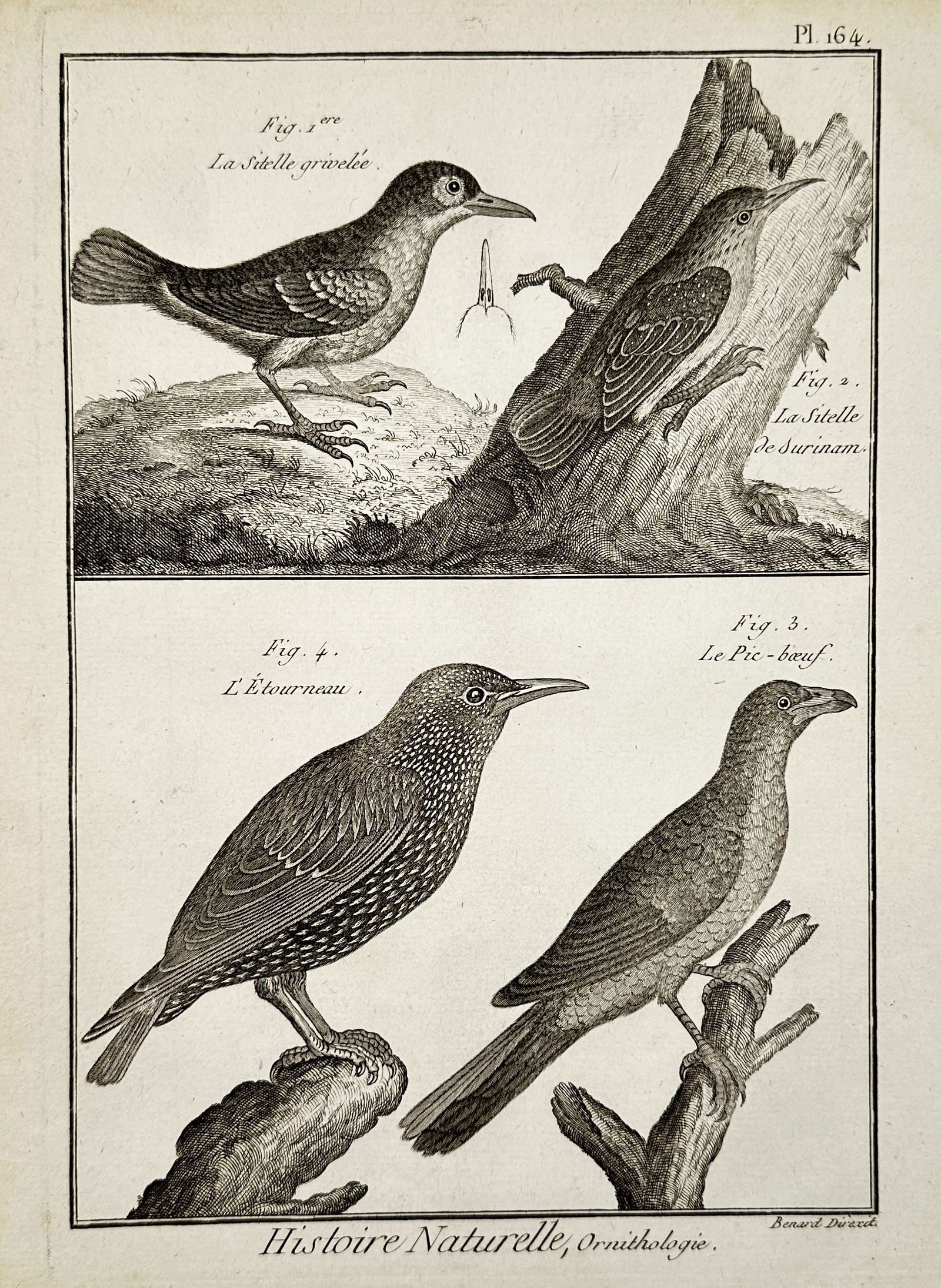 Robert Benard (1734–1777) – View of Various Species of Birds – Engraving (1765) (1 of 2)