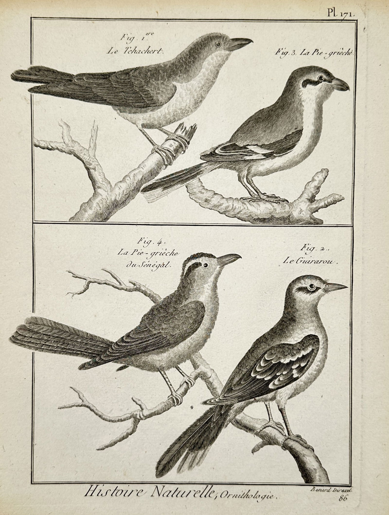 Robert Benard (1734-1777) – View of Various Species of Shrikes and Similar Birds – Engraving (1 of 2)