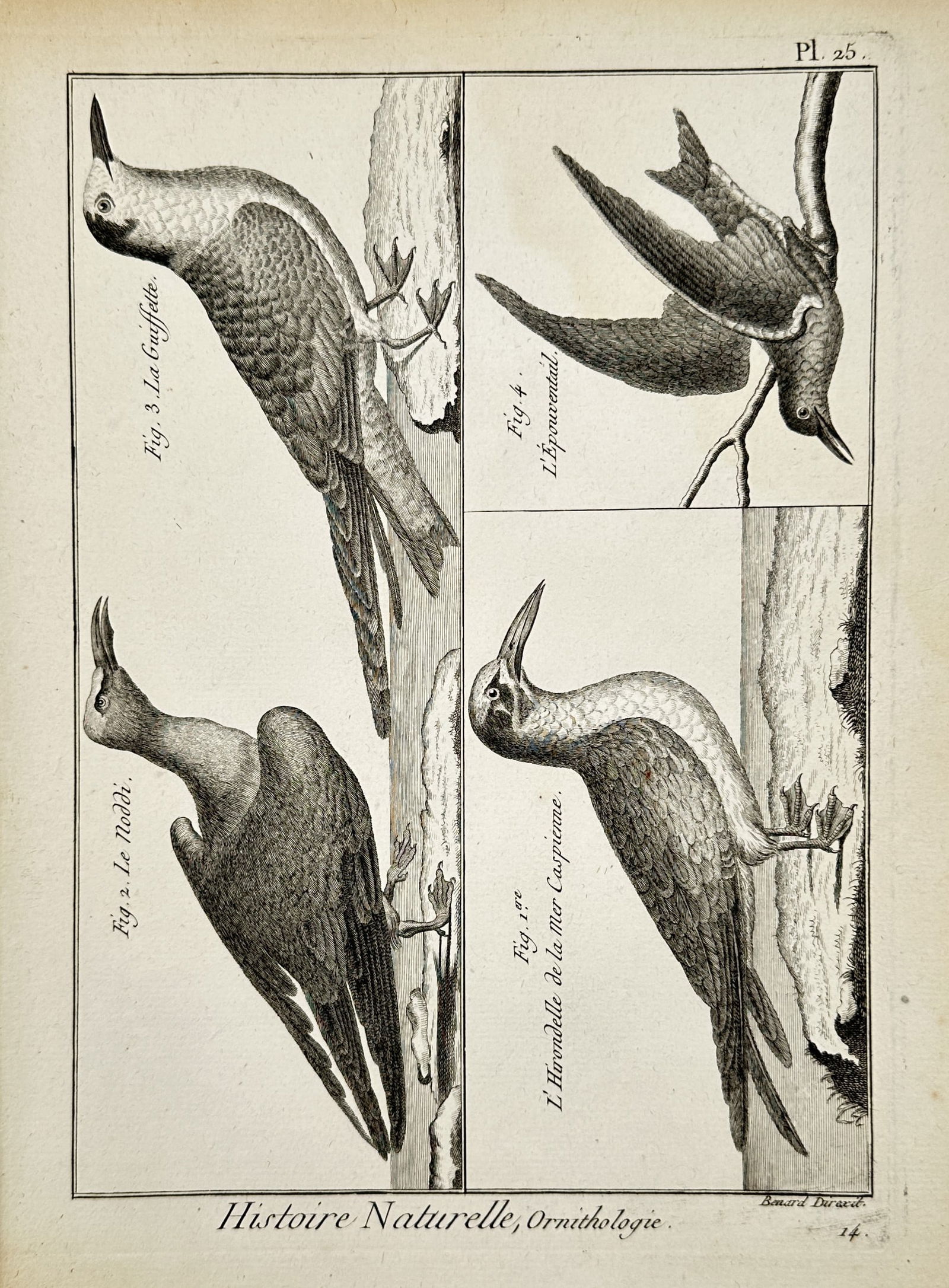 Robert Benard (1734-1777) - View of various seabird species - Engraving (1765) (1 of 2)