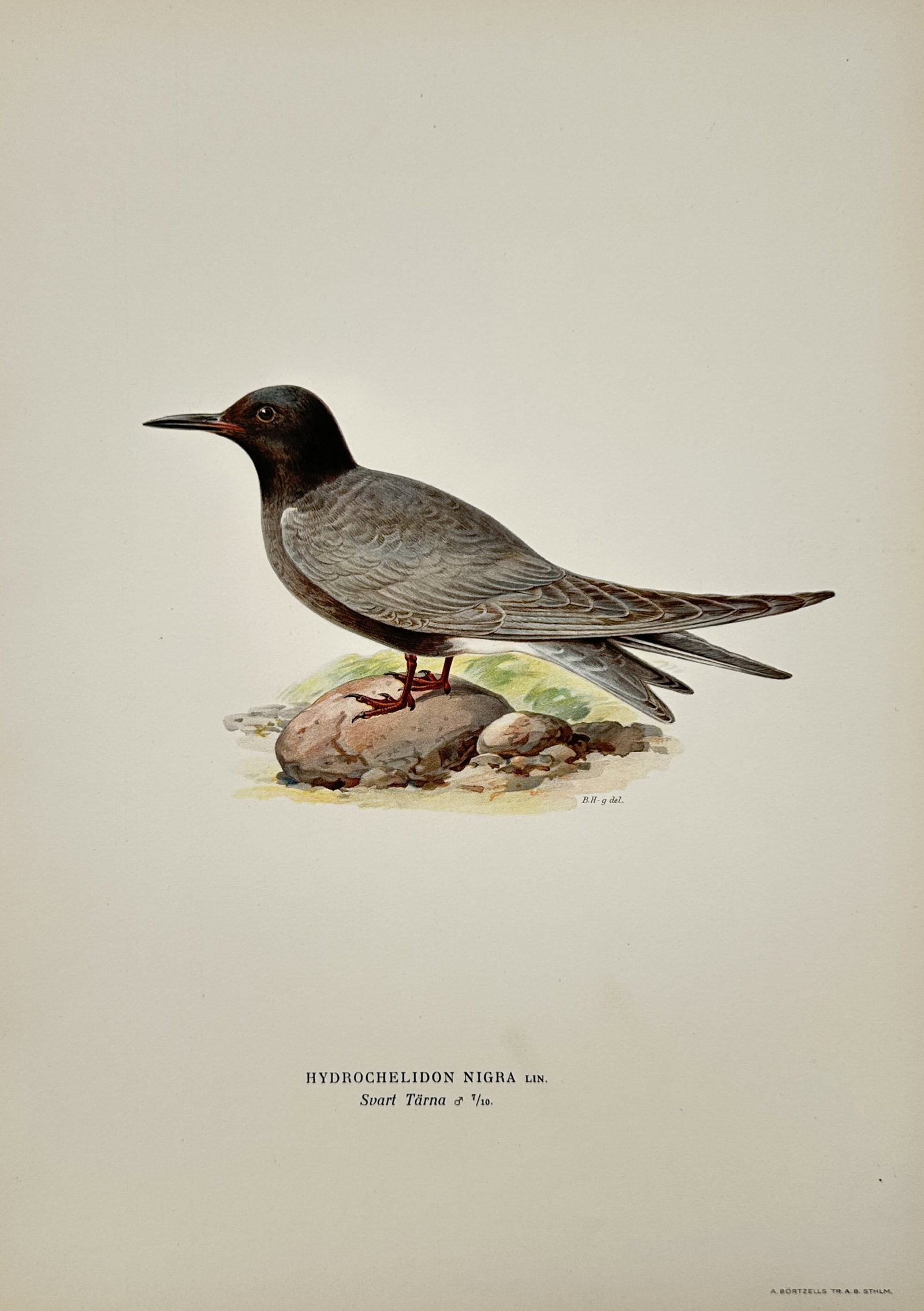 Magnus von Wright (1805–1868) – Illustration of the Black Tern (Hydrochelidon nigra) –: "Hydrochelidon nigra Lin." depicts a Black Tern perched on a rock, illustrating the avian characteristics of the species. This lithograph is likely from a later collection or scientific documentation 