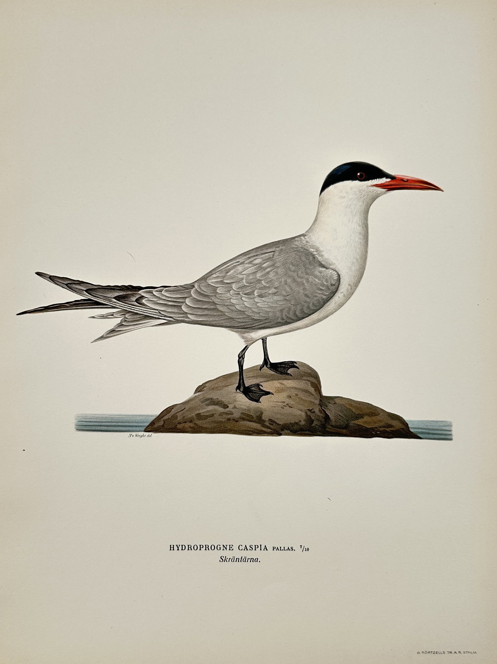 Magnus von Wright (1805–1868) – Illustration of the Caspian Tern (Hydroprogne caspia) –: "Hydroprogne caspia Pallas," commonly known as the Skräntärna, depicts a Caspian Tern perched on a rock. This lithograph represents the ornithological work associated with the Von Wright brothers, w