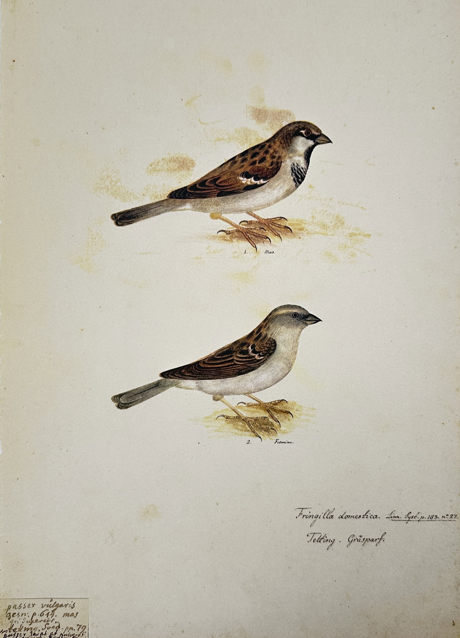 Olof Rudbeck the Younger (1660–1740), after – Illustration of house sparrows – Facsimile print: Fringilla domestica depicts a male and female house sparrow. This work is a facsimile of a zoological illustration originally produced by Olof Rudbeck the Younger, a Swedish polymath and naturalist wh