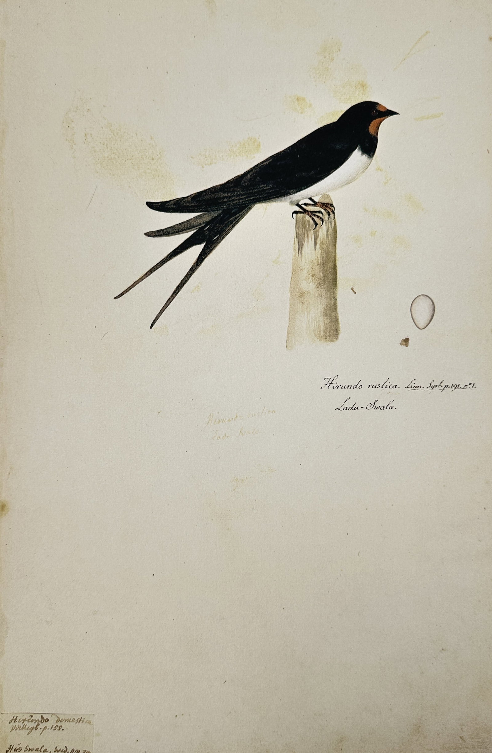 Olof Rudbeck the Younger (1660–1740), after – Illustration of a barn swallow – Facsimile print: "Hirundo rustica" depicts a barn swallow perched on a post alongside an egg. This work is a facsimile of a zoological illustration originally produced by Olof Rudbeck the Younger, a Swedish polymath a