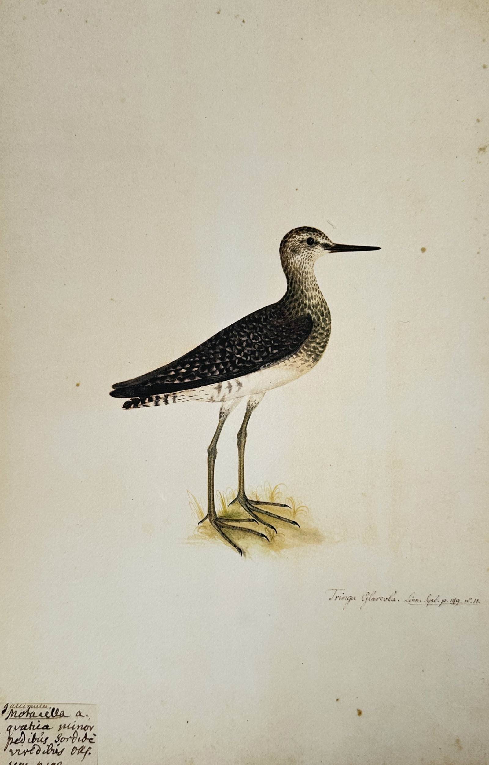 Olof Rudbeck the Younger (1660–1740), after – Illustration of a Wood Sandpiper – Facsimile: "Tringa Glareola" depicts a wood sandpiper. This work is a facsimile of a zoological illustration originally produced by Olof Rudbeck the Younger, a Swedish polymath and naturalist who contributed sig