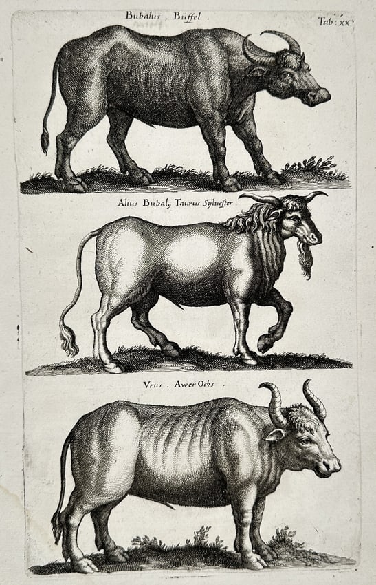 Matthäus Merian the Younger (1621-1687) – Studies of Buffalo and Oxen – engraving: "Bubalus / Büffel" This engraving depicts a comparative study of three bovine species, featuring a buffalo, a wild forest bull, and an aurochs. The animals are rendered with muscular anatomical detai