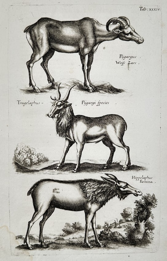 Matthäus Merian the Younger (1621-1687) – Studies of Antelopes and Deers – engraving: "Pygargus / Weiss Zars" This engraving depicts a comparative study of three distinct hoofed mammals, featuring a Pygargus with curved horns, a Tragelaphus species with long straight horns, and a femal