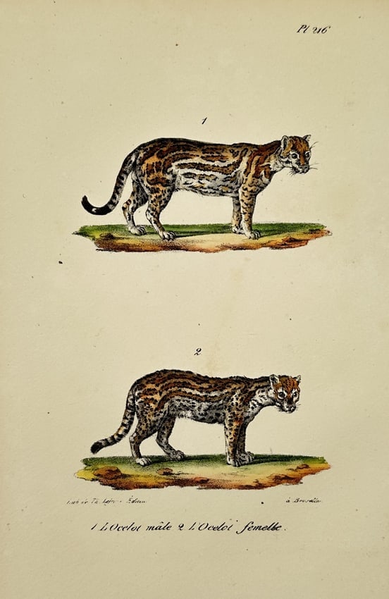 Georges-Louis Leclerc, Comte de Buffon (1707–1788) – Male Ocelot and Female Ocelot (1 of 2)