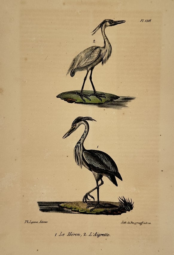 Georges-Louis Leclerc, Comte de Buffon (1707–1788) – Heron and Egret – lithograph (1 of 2)