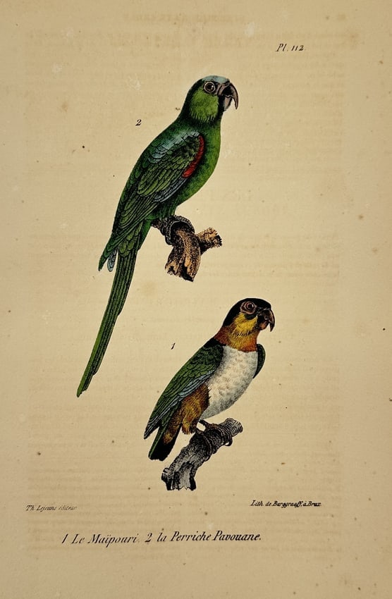 Georges-Louis Leclerc, Comte de Buffon (1707–1788) – Caica Parrot and Pavouane Parakeet: "1. Le Maipouri, 2. la Perriche Pavouane" illustrates two species of parrots perched on naturalistic wooden branches. The left figure depicts a parakeet with vibrant green plumage and red accents on t