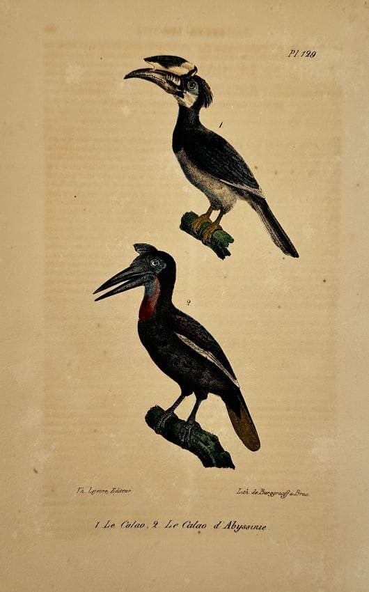 Georges-Louis Leclerc, Comte de Buffon (1707–1788) – Hornbill and Abyssinian Hornbill (1 of 2)