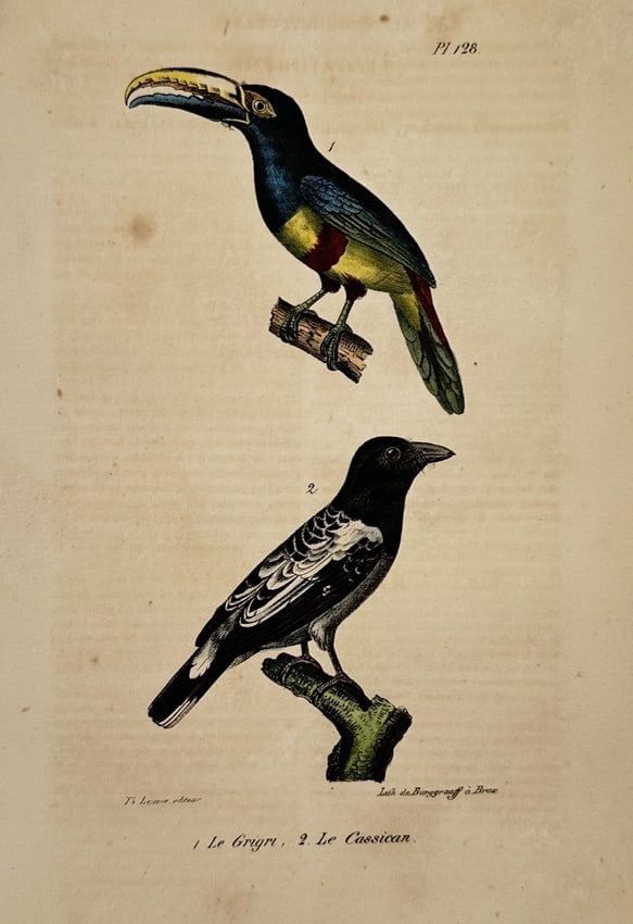 Georges-Louis Leclerc, Comte de Buffon (1707–1788) – Toucan and Cassican – lithograph (1 of 2)