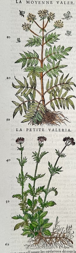 Pietro Andrea Mattioli (1501-1577) – Valerian – Woodcut (1572): "La Moyenne Valer. / La Petite Valeria." This woodblock print illustrates two varieties of the valerian plant, displaying their upright stems, serrated leaves, clusters of small flowers, and complex r