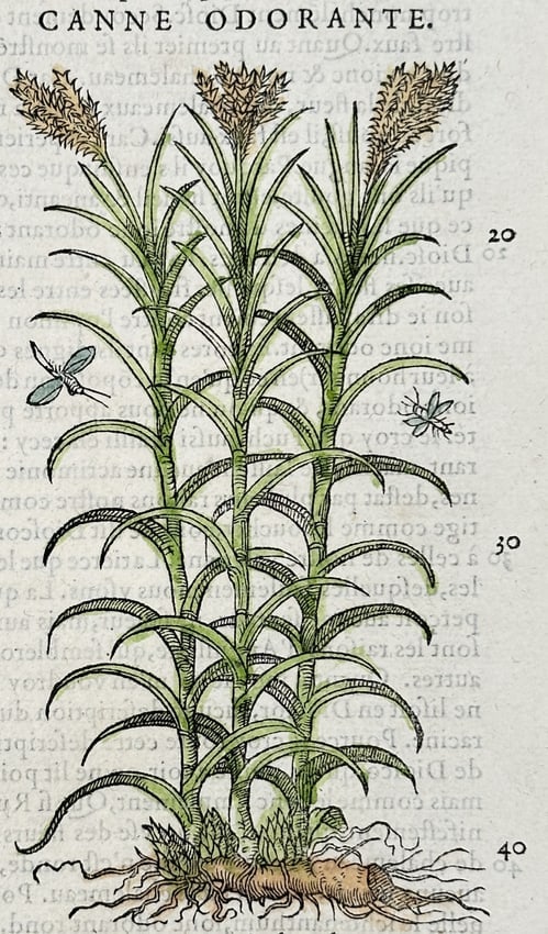 Pietro Andrea Mattioli (1501-1577) – Sweet Cane – Woodcut (1572): "Canne Odorante" This print depicts the Acorus calamus plant, commonly known as sweet flag or sweet cane, showing its sword-shaped leaves and distinctive flowering spadix. It is a leaf from "Commentai