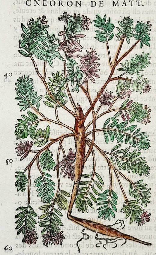 Pietro Andrea Mattioli (1501-1577) – Spikenard and Mountain Nard – Woodcut (1572): "Nard de Mont." This print depicts two distinct varieties of nard plants, detailing their elongated flowering stalks, narrow leaves, and elaborate root structures. It is a leaf from "Commentaires sur 