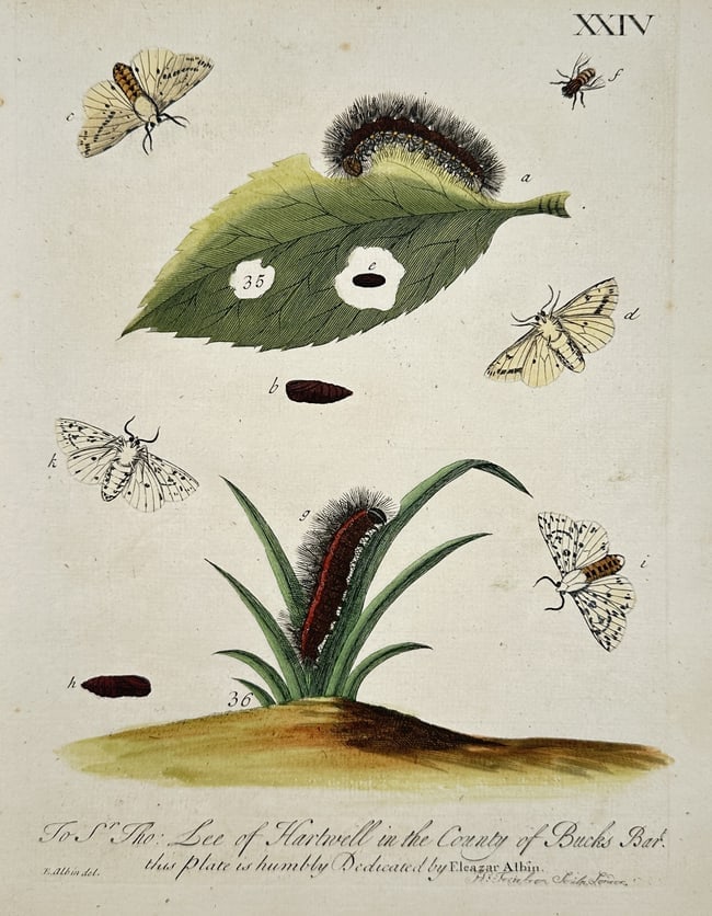Eleazar Albin – Metamorphosis of Moths and Caterpillars – Engraving (1720) (1 of 2)
