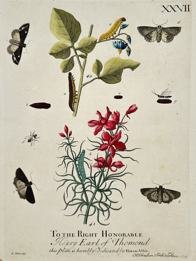 Eleazar Albin – Metamorphosis of Moths and Caterpillars on Nightshade and Larkspur (1 of 2)