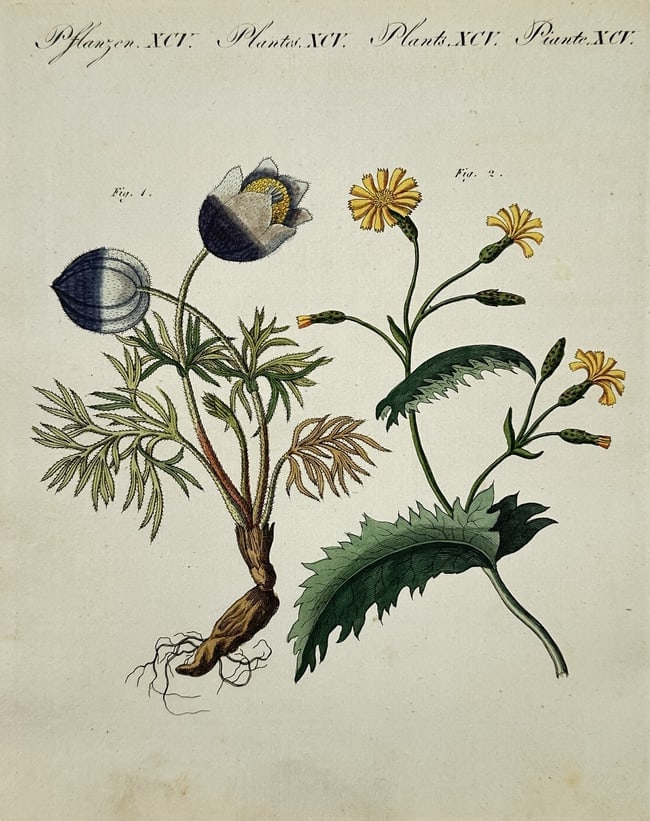 Friedrich Justin Bertuch – Botanical Study of Pasque Flower and Hawkweed – Engraving: "Pflanzen." This hand-coloured engraving illustrates two distinct botanical specimens with their root systems and flowering heads. On the left is a Pasque flower (Anemone pulsatilla), featuring a deep