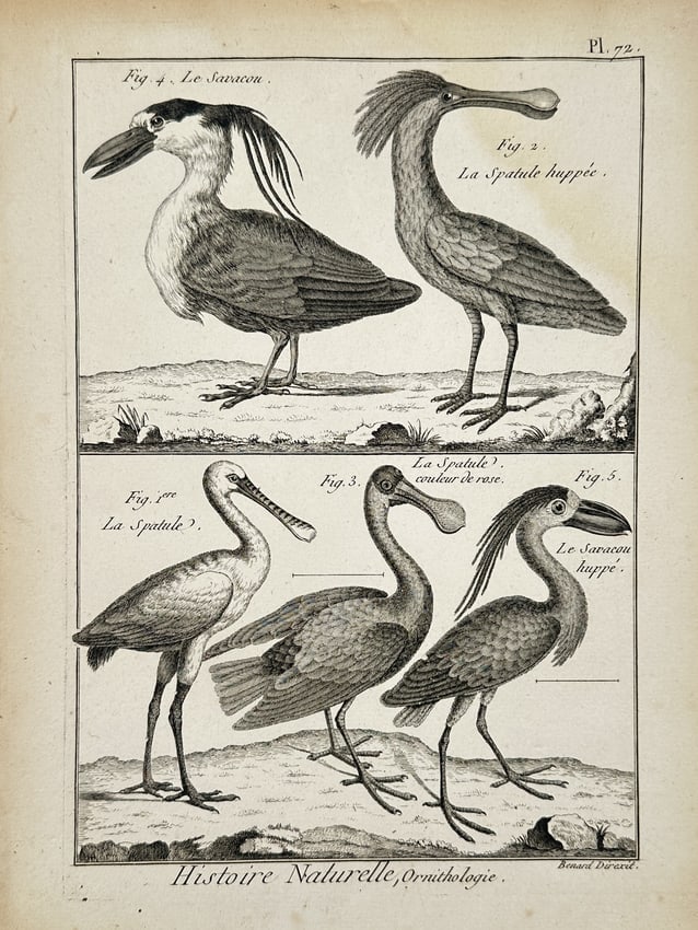Robert Bénard (1734–1777) – Natural History Study of Spoonbills and the Boat-billed Heron: "Histoire Naturelle, Ornithologie." This engraving presents a detailed zoological study of five avian specimens, focusing on wading birds with unique bill morphologies. The upper register illustrates