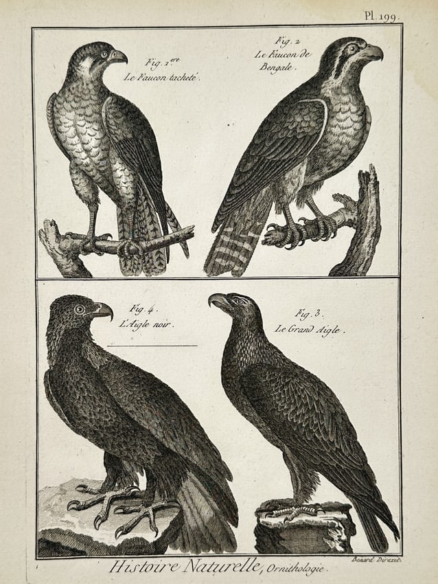 Robert Bénard (1734–1777) – Natural History Study of Eagles and Falcons – Engraving (1771) (1 of 2)
