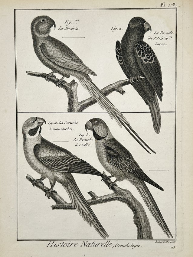 Robert Bénard (1734–1777) – Natural History Study of Parrots and Parakeets – Engraving (1 of 2)