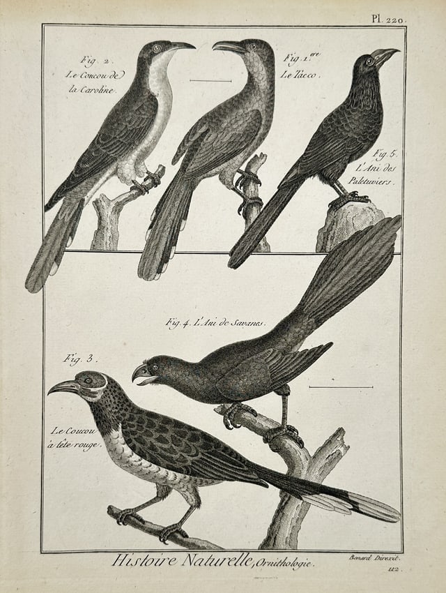 Robert Bénard (1734–1777) – Natural History Study of Cuckoos and Anis – Engraving (1771): Histoire Naturelle, Ornithologie. This engraving presents a detailed zoological study of five avian specimens from the families Cuculidae and Crotophagidae. The upper register illustrates the Yellow-b