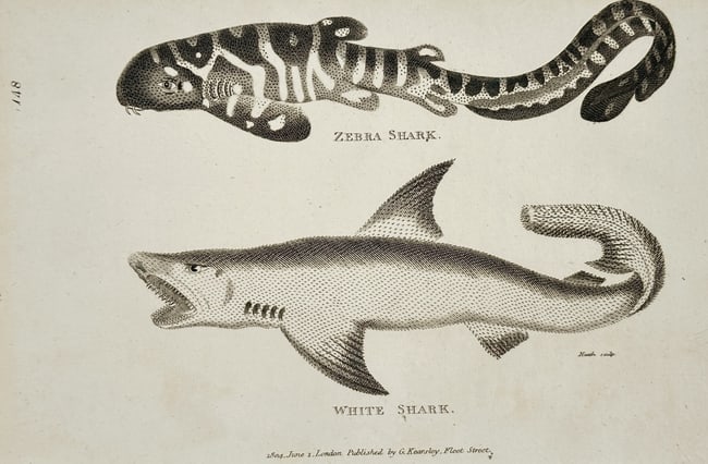 George Shaw (1751–1813) – Zebra Shark and White Shark – Engraving (1804) (1 of 2)