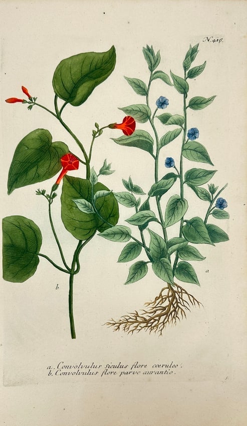 Johann Wilhelm Weinmann – Convolvulus with Blue and Orange Flowers - Hand coloured: This beautifully hand-coloured folio engraving depicts two varieties of Convolvulus, also known as bindweed or morning glory: one with pale blue blossoms (flore caeruleo) and the other with smaller, b