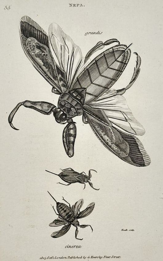 George Shaw (1751–1813) – Nepa (Grandis) – Engraving (c. 1800): This detailed zoological illustration depicts a Nepa (Grandis). The print was printed in London.George Shaw was a prominent English naturalist, botanist, and zoologist of the late 18th and early 19th