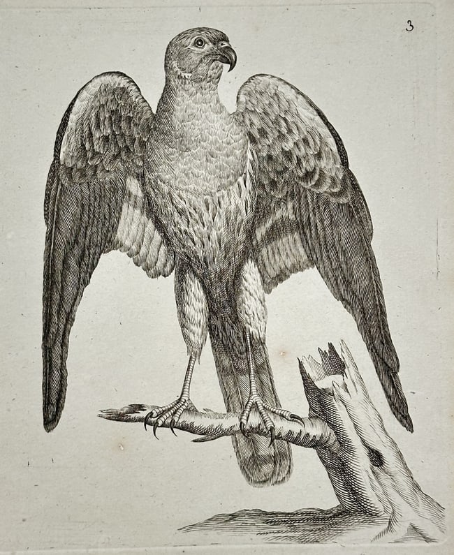 Unknown – The Goshawk – Engraving (c. 1766): This zoological illustration depicts a Goshawk perched on a broken tree branch. The bird is shown in a formal pose, facing forward with its wings partially spread, allowing for a detailed study of its