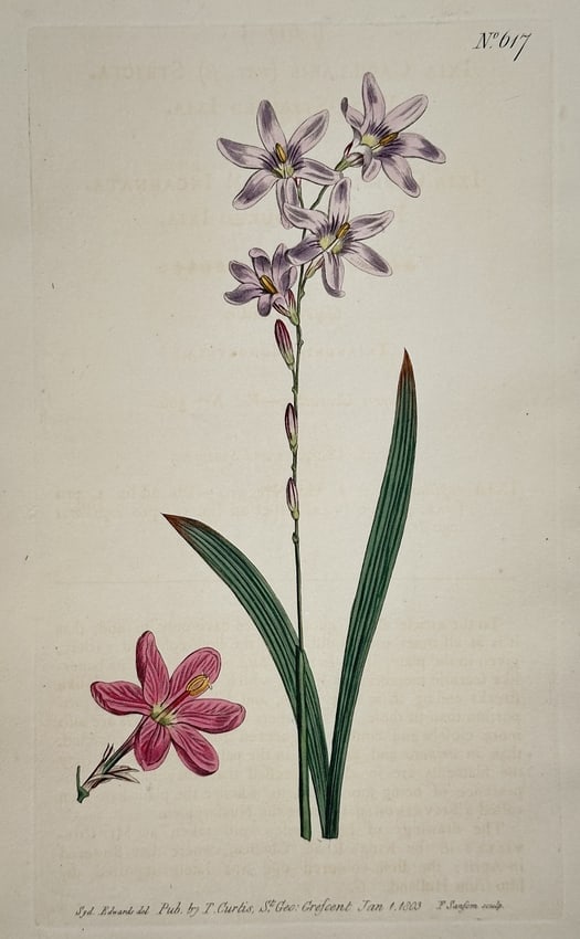 William Curtis – Pink Rush-lily (Ixia/Sparaxis species) – Engraving: This engraving with hand-coloring, Plate 617, depicts a species of Rush-lily (Iridaceae) characterized by its rush-like foliage and terminal cluster of pale pink/lilac star-shaped flowers, with a sepa