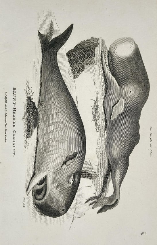 George Shaw (1751–1813) – Blunt-headed Cachalot (Sperm Whale) – Copperplate (1 of 2)