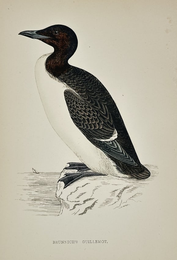 Francis Orpen Morris (1810–1893) – Illustration of Brunnich’s Guillemot: The illustration is beautifully hand-colored, showcasing the bird's distinctive coloration. The image is a characteristic plate from the major ornithological work, A History of British Birds.Francis O
